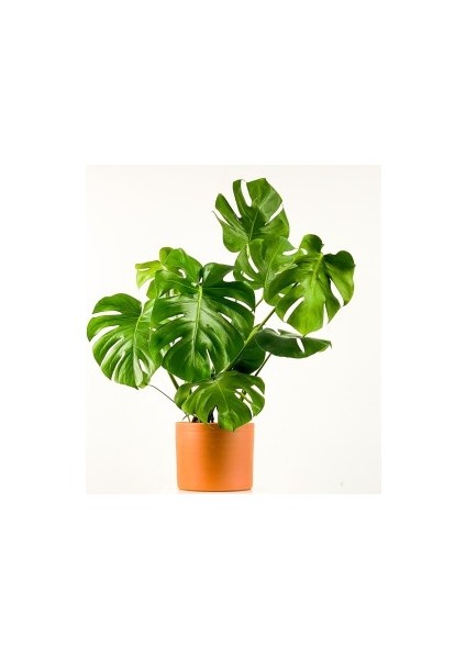 Deve Tabanı Ruby Terra Cotta Saksılı Monstera Deliciosa