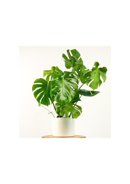 Deve Tabanı Ruby Beyaz Saksılı Monstera Deliciosa