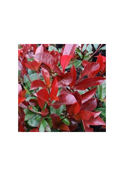 Alev Çalısı (Photinia Red Robin) 30-40 cm