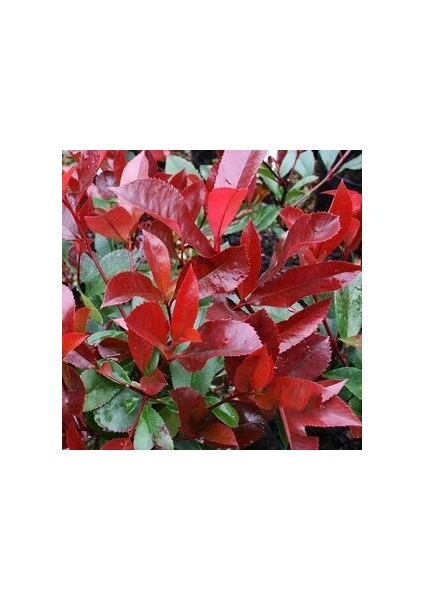 Fidan Burada Alev Çalısı (Photinia Red Robin) 30-40 cm