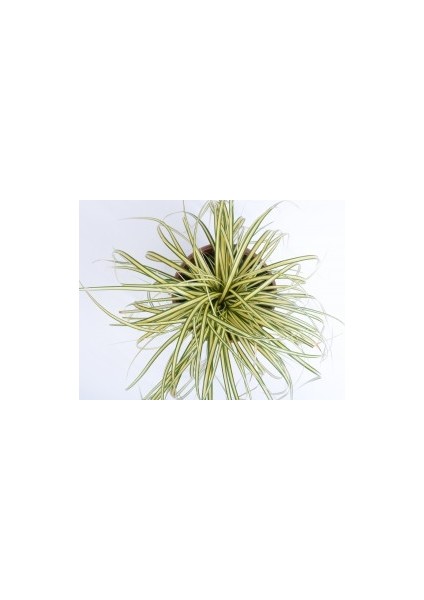 KAREKS - CAREX OSHIMENSIS - Evergold