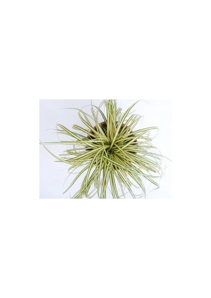 Fidan Burada KAREKS - CAREX OSHIMENSIS  - Evergold