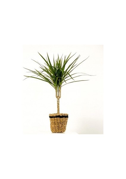 Dracaena Marginata Tek Gövdeli Lanesse Siyah Hasır Saksılı