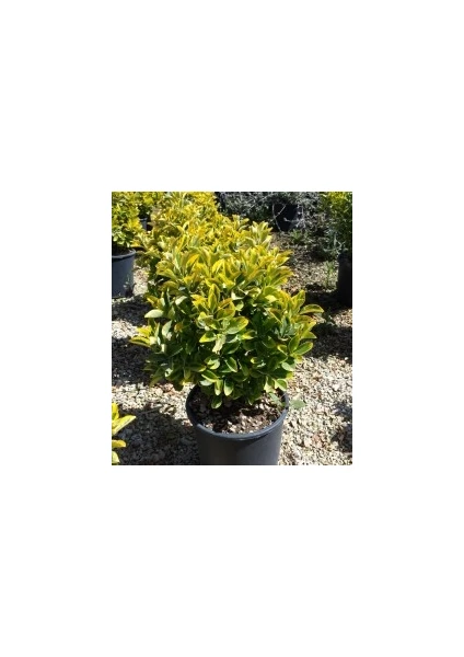 Fidan Burada ALTUNİ TAFLAN (Euonymus Japonica Aurea)