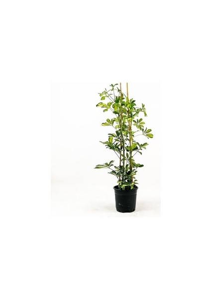 Şeflera-Schefflera arboricola (Gold Capella)2 Dallı - 80-100 cm