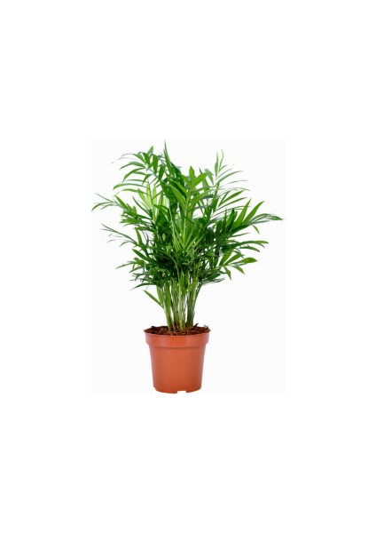 Dağ Palmiyesi - Chamaedorea Elegans İthal-30-40 cm