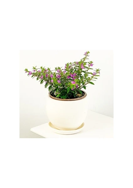 Fidan Burada Kufeya Cennet Çiçeği Mor - Cuphea Hyssopifolia 20-30cm