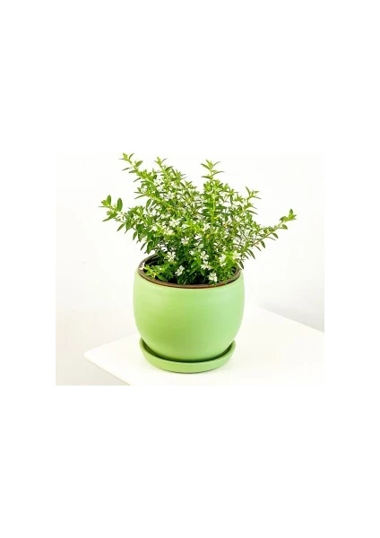 Fidan Burada Kufeya Cennet Çiçeği Beyaz - Cuphea Hyssopifolia 20-30cm