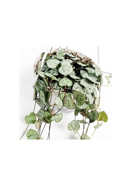 Kalp Kalbe Karşı-Ceropegia woodii subsp. Askılı Saksı