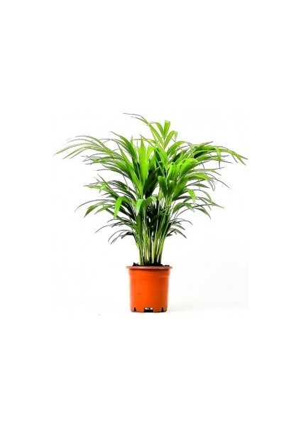 Areka Palmiyesi-Areca Dypsis Lutescens 60-80 Cm