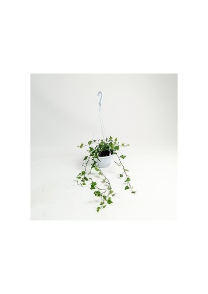 Hedera Helix Green-Askılı Saksıda Orman Sarmaşığı