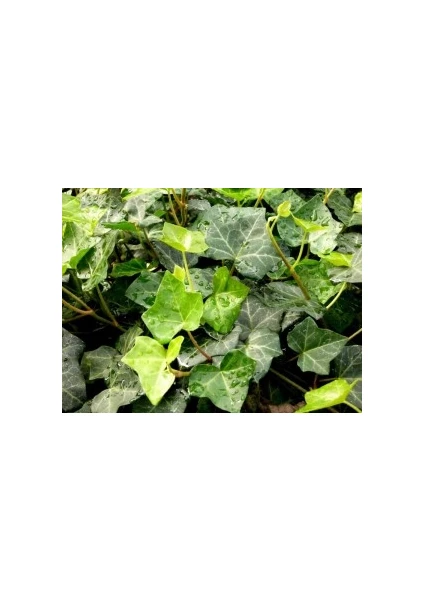 Fidan Burada DUVAR SARMAŞIĞI (Hedera Helix) 50-70cm