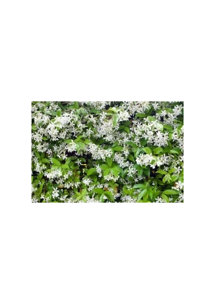 Fidan Burada ARAP YASEMİNİ (Jasminum Sambac)