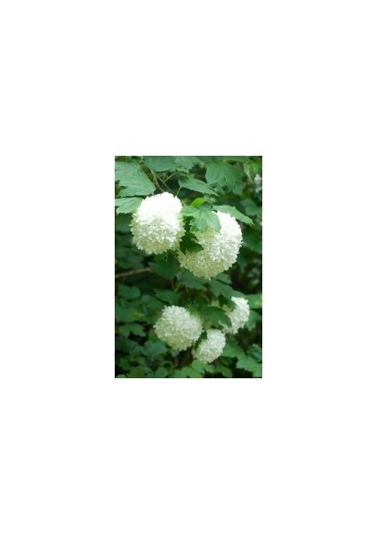 KARTOPU (Viburnum Opolus)