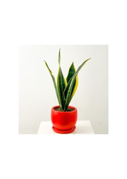 Bodur Paşa Kılıcı Kırmızı Curvy Saksılı Sansevieria Laurentii Superba