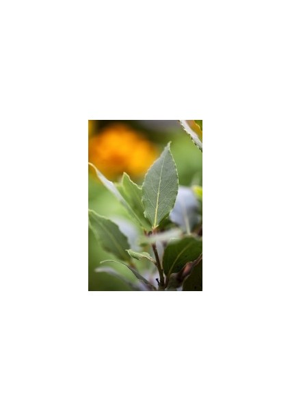 DEFNE (Laurus Nobilis)