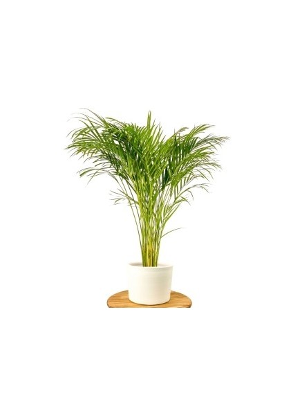 Areka Palmiyesi Ruby Beyaz Saksılı Dypsis Lutescens 120-140 Cm