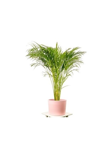 Areka Palmiyesi Ruby Pembe Saksılı Dypsis Lutescens 120-140 Cm