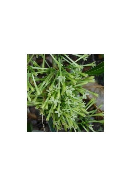 Fidan Burada MELİSA - PARFÜM ÇİÇEĞİ (Cestrum Nocturnum)