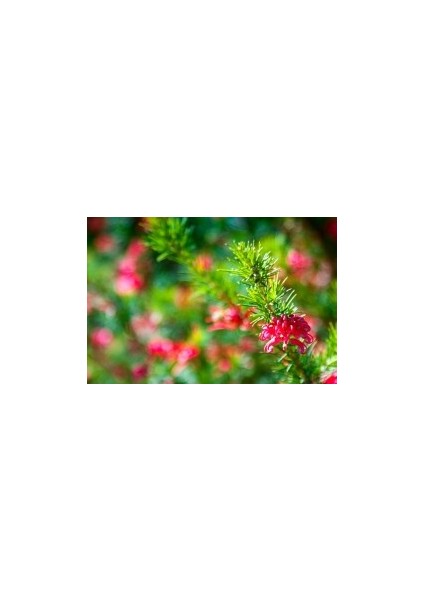 GRAVİLLA ÇALISI - (Grevillea Juniperina)