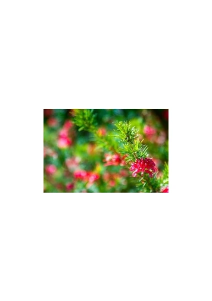 Fidan Burada GRAVİLLA ÇALISI - (Grevillea Juniperina)