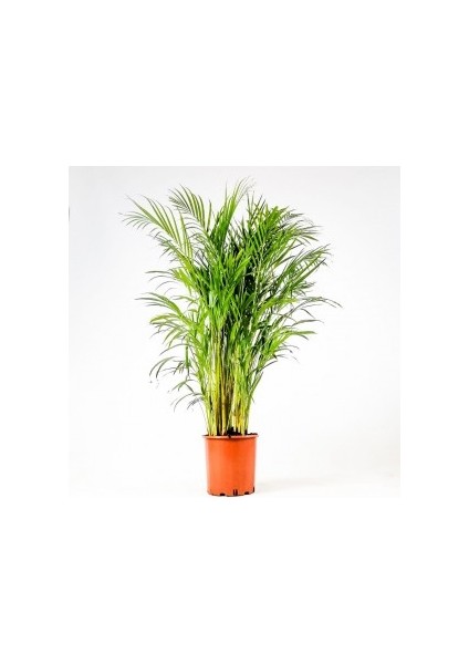 Areka Palmiyesi-Areca Dypsis Lutescens 120-140 Cm İthal Bitki
