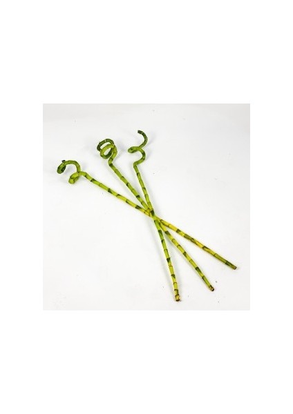 Şans Bambusu 60cm 3'lü Set Lucky Bamboo