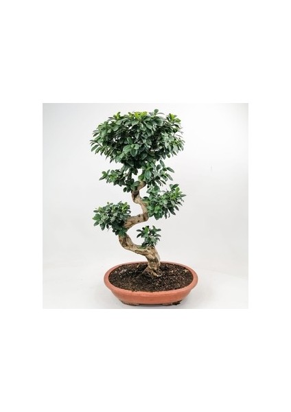 Ficus S Bonsai 100 Cm