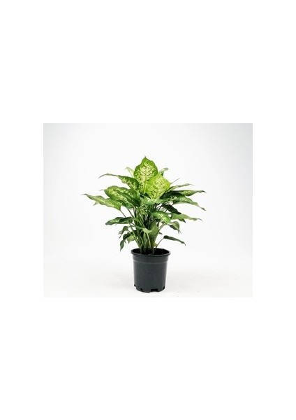 DİFENBAHYA BİTKİSİ (Dieffenbachia Compacta) 30-40 Cm