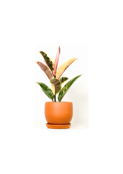 Alacalı Kauçuk Bitkisi-Curvy Terra Cotta Saksılı- 30-40 cm-Ficus Elastica Tineke