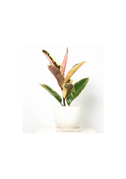 Alacalı Kauçuk Bitkisi-Curvy Beyaz Saksılı- 30-40 cm-Ficus Elastica Tineke