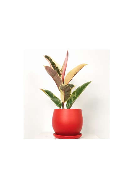 Alacalı Kauçuk Bitkisi-Curvy Kırmızı Saksılı- 30-40 cm-Ficus Elastica Tineke
