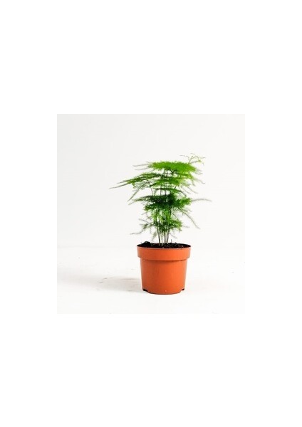 Asparagus Setaceus - Tül Kuşkonmaz 30 cm fiyatları