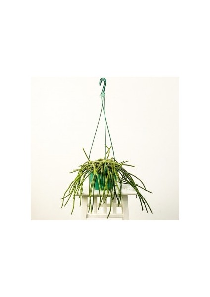 Rhipsalis Pilocarpa Spagetti Kaktüs Askılı Saksıda - İthal