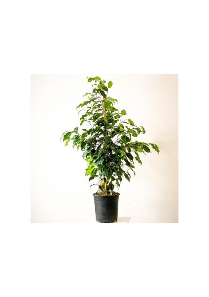 Ficus Benjamina Danielle Benjamin Bitkisi 100-120cm