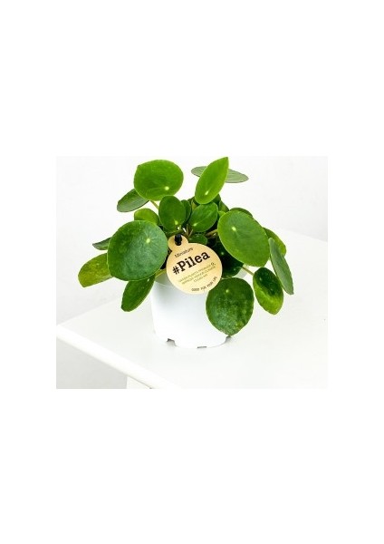 Baby Pilea Peperomioides - Mini Çin Para Bitkisi-İthal