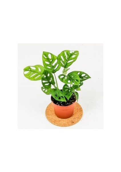 Monstera Adansonii-Monkey Mask-İthal