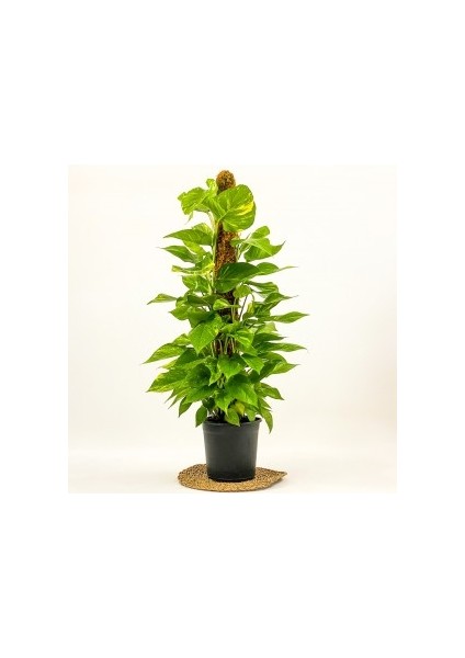 Potos -Salon Sarmaşığı - Epipremnum (Aureum) - 100-120cm