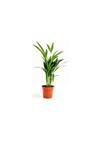 Areka Palmiyesi-Areca Dypsis Lutescens-İthal-30-40 cm
