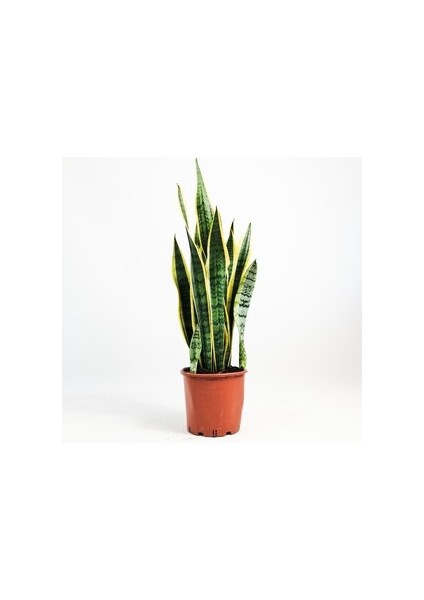Paşa Kılıcı-Sansevieria Laurentii XL-70-90 Cm-Özel Ürün