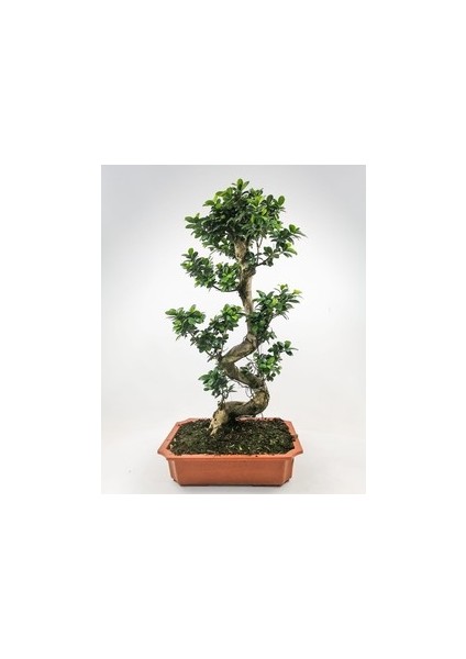 Ficus S Bonsai 140-160 Cm