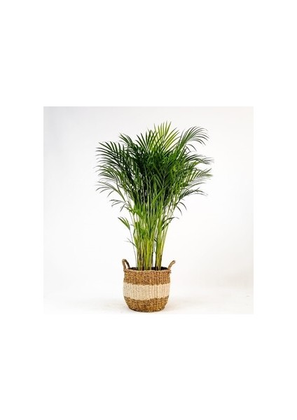 Areka Palmiyesi- Beyaz Hasır Saksılı - Areca Dypsis Lutescens- 120-140cm