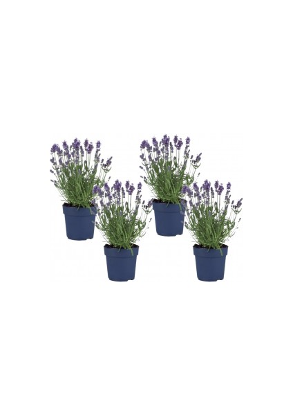 Fidan Burada LAVANTA ÇİÇEĞİ 4'lü Set (Lavandula officinalis)