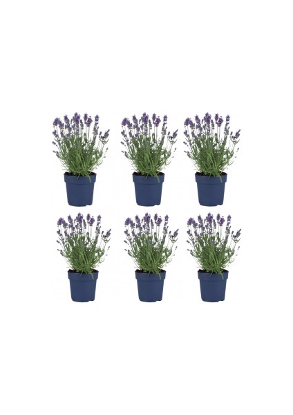 Fidan Burada LAVANTA ÇİÇEĞİ 6'lı Set (Lavandula officinalis)