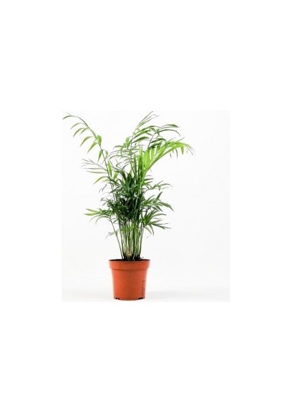 Dağ Palmiyesi - Chamaedorea Elegans 40-50cm