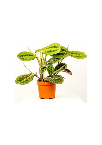 Maranta Fascinator-Dua Çiçeği-İthal 40-50 cm
