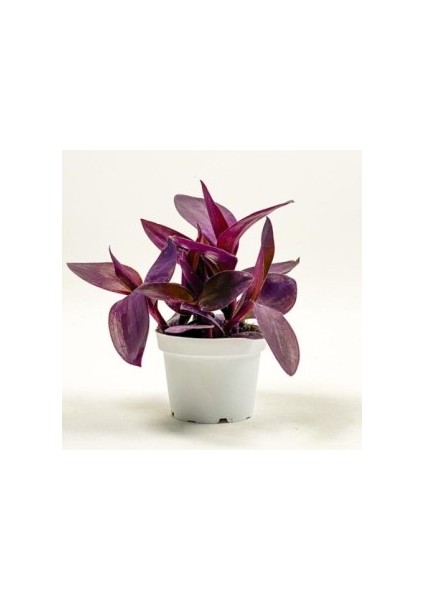 Mor Telgraf Çiçeği Tradescantia Purple Passion