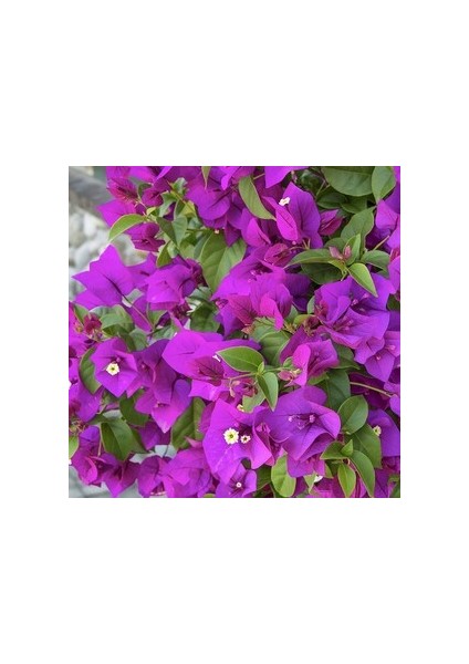 Begonvil Sarmaşığı - Mor (Bougainvillea Alexandra)