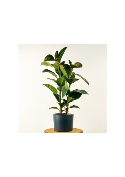 Ficus Elastica Kauçuk Ruby Antrasit Saksılı 80-100 Cm