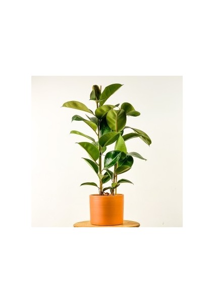 Ficus Elastica Kauçuk Ruby Terra Cotta Saksılı 80-100 Cm
